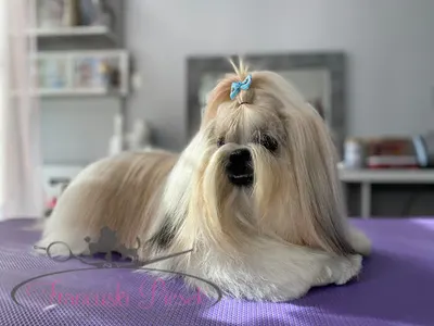 Francuski Piesek Psi Fryzjer